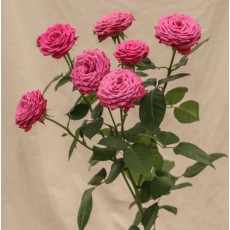 Classic Sensation 2 Classic Sensation 2