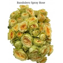 Spray Rose Bandolero 