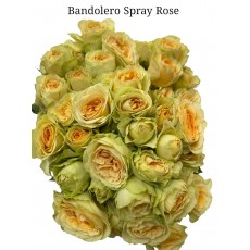 Spray Rose Bandolero 