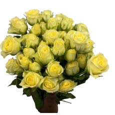 Spray Rose - Light Yellow Spray Rose - Light Yellow