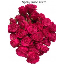 Spray Rose Fuchsia Pink 