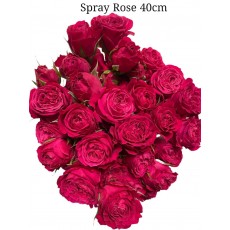 Spray Rose Fuchsia Pink 
