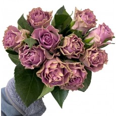 Rose - Bright Lilac Rose - Bright Lilac