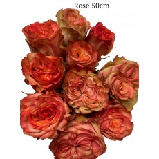 Rose - Antique Coral Rose - Antique Coral