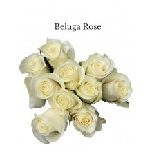 Rose Beluga White 