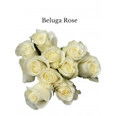 Rose Beluga White 