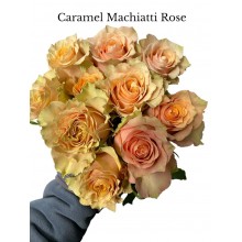 Rose Caramel Macchiato