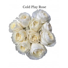 Rose Cold Play