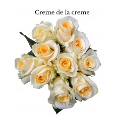 Rose Crème de la Crème