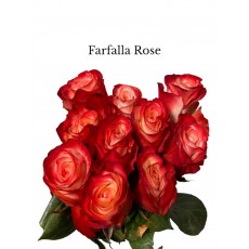 Rose Farfalla 