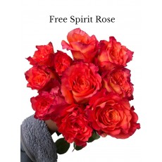 Rose Free Spirit