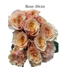 Rose - Coral pink, peach center