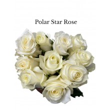 Rose Polar Star