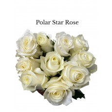 Rose Polar Star