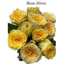 Rose - Light yellow, with bright center