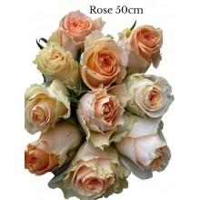 Rose - Blush pink, peach center