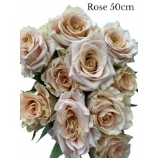 Rose - Dusty blush pink Rose - Dusty blush pink