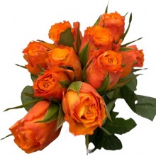 Rose - Orange