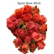 Spray Rose - Coral red