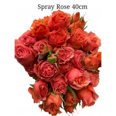 Spray Rose - Coral red Spray Rose - Coral red