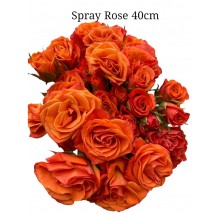 Spray Rose - Orange with red
