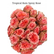 Spray Rose Tropical Rain Spray Rose Tropical Rain