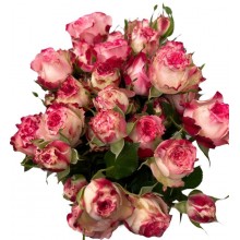 Spray Rose - Pink & White