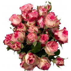 Spray Rose - Pink & White Spray Rose - Pink & White
