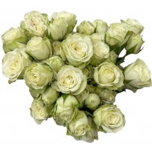 Spray Rose - White, green