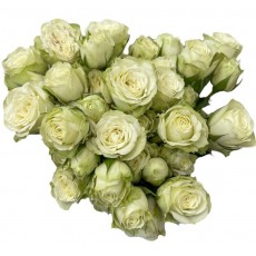 Spray Rose - White, green Spray Rose - White, green