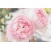 Peony Pink 
