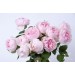 Peony Pink 