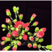 Spray Carnation Ivana 
