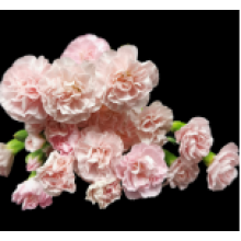 Spray Carnation Rosela 