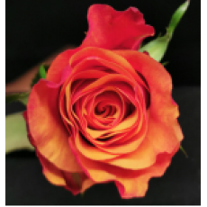 SIO FARM BOX 50CM 220 STEMS