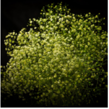 Gypsophyla - Green Tinted 