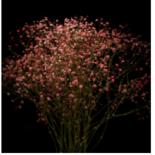 Gypsophyla - Pink Tinted 