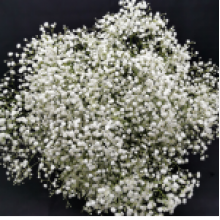 Gypsophyla - Mini Blossom