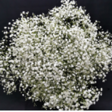 Gypsophyla - Mini Blossom