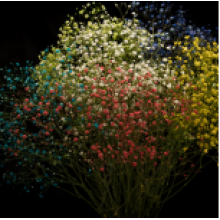 Gypsophyla - Mix Tinted 