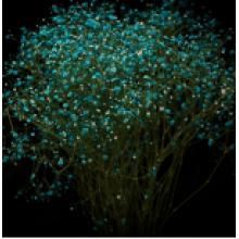 Gypsophyla - Teal Tinted 