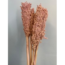 Sorghum - Nude Pink 