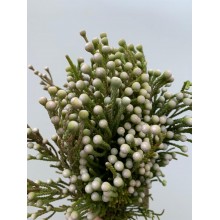 Brunia Spray - White 