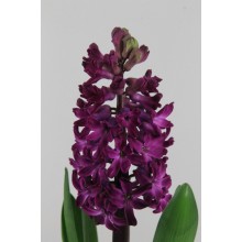 Hyacinth Woodstock 