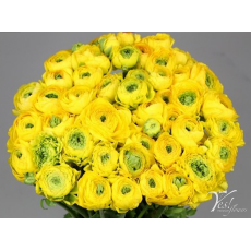 Ranunculus Clooney Pon Pon Stellar Ranunculus Clooney Pon Pon Stellar