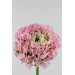 Ranunculus Clooney Pon Pon Hermion 