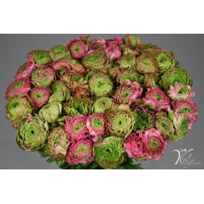 Ranunculus Pon Pon Aurora