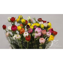 Ranunculus Rainbow (Mixbunch)