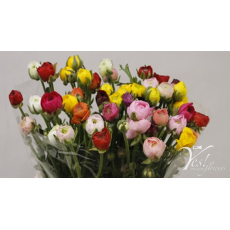 Ranunculus Rainbow (Mixbunch)