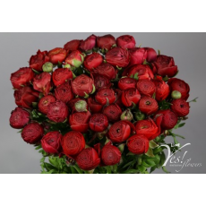 Ranunculus Red